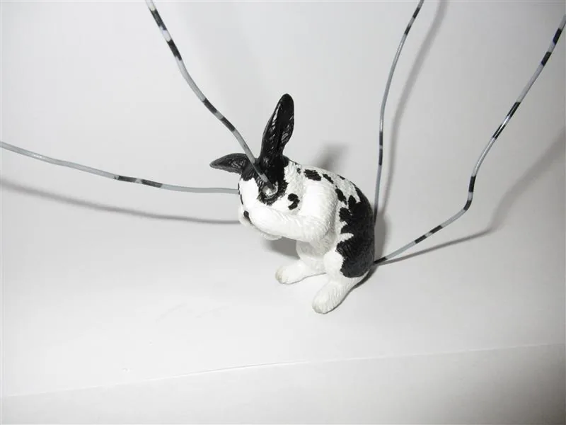 tom_rabbit_01 tom_rabbit_01
